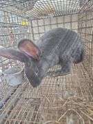 Pure Flemish Giant Doe - 4 Mos Old
