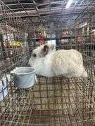 Lionhead Buck Proven 2 Years Old