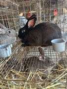 New Zealand Buck