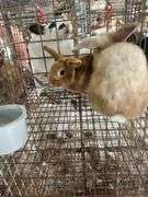 2 Bunnies