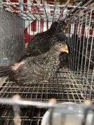 5 Plymouth Barred Rock Hens