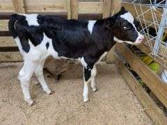 Holstein Heifer Bottle Calf - Had Colostrum