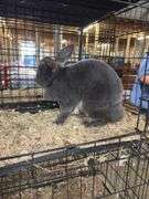 Proven Rex Sr Buck w/ Pedigree - Friendly - Has Scuffed Up Eye