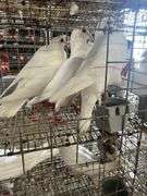 4 Homer Pigeons