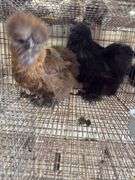 Stunning Pair of Show Quality Silkies