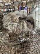 Chocolate English Angora Doe