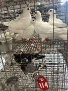 4 Homer Pigeons