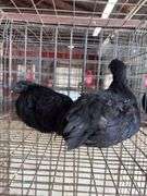 2 Ayam Cemani Hens