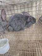 Pure Flemish Giant Buck - 4 Mos Old