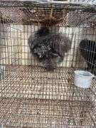Silkie Rooster