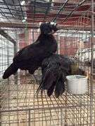2 White Crested Polish Cockerels