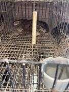 3 Coturnix Quail