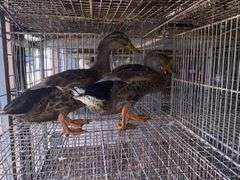 2 Rouen Ducks