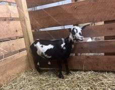 Black & White Polled Nigerian Dwarf Bred Nanny