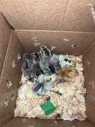 6 Silkie Chicks