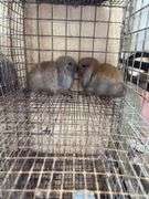 2 Baby Holland Lop Does - DOB 6/9/25