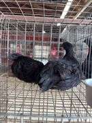 2 Ayam Cemani Hens