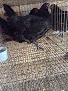 2 Black Australorp Pullets