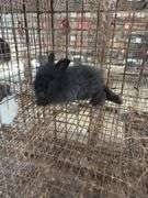 Black Angora Buck - 3 Months Old - Friendly