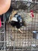 2 Blue Bell Mix Roosters - 6 Mos Old