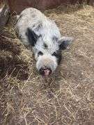 Boar Kune Kune Potbelly Juilanna Cross Pig