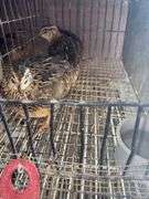 3 Coturnix Quail