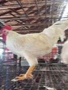 2 Leghorn Roosters
