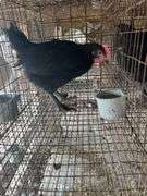 Black Copper Maran Cockerel