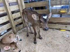 Crossbred Heifer Bottle Calf - Had Colostrum