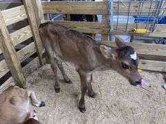 Crossbred Heifer Bottle Calf - Had Colostrum