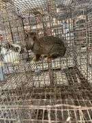Mini Lop Cross Doe - 10 Wks Old
