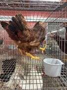2 Rhode Island Red Pullets