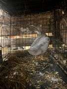 Silver Swedish Hen - 5-6 Months Old