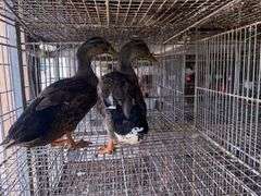 2 Rouen Ducks