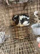 Mini Lop Cross Doe - 10 Wks Old