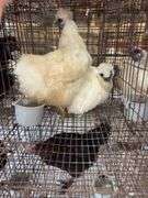 2 Silkie Hens