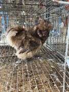 Silkie Rooster - 5 Mos Old - Show Quality