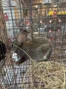 Chinchilla Rex Mix Doe w/ Feed