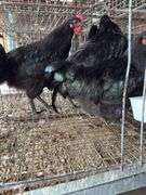 5 Black Australorp Roosters