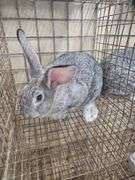American Chinchilla Doe w/ Pedigree - 9 Wks Old