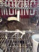 3 Coturnix Quail