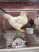 2 Amberlink Pullets
