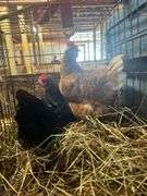 2 Laying Hens - 1 Jersey Giant "Gertie" & 1 Golden Comet "Comet"