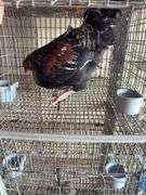 Easter Egger Rooster