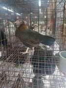 Serama Laying Hen "Tippy"