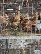 5 Golden Comet Laying Hens