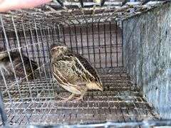 Pair Coturnix Quail - 1 Yr Old
