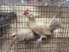 2 Porcelain D'uccle Roosters