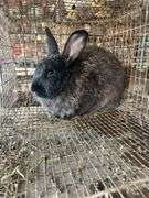 Buck Meat Rabbit