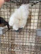 Silkie Rooster - 4 Mos Old